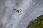 northern fulmar