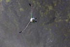 northern fulmar