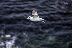 northern fulmar