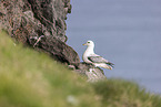 northern fulmar