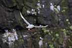 northern fulmar