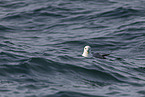 northern fulmar