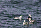 northern fulmar