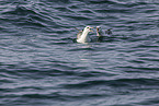 northern fulmar