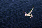northern fulmar