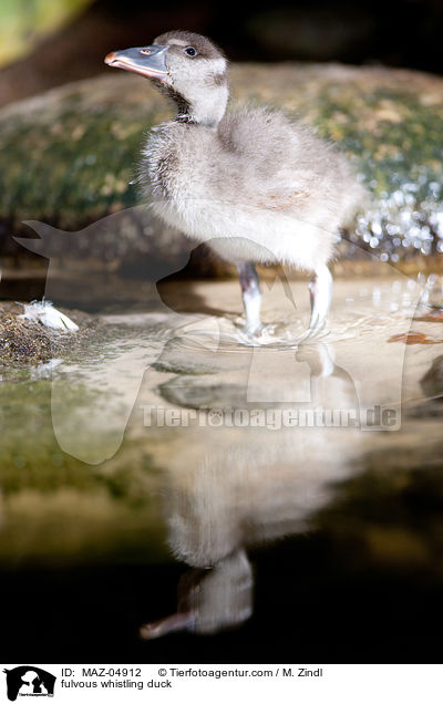 Gelbe Pfeifgans / fulvous whistling duck / MAZ-04912