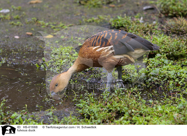 Gelbe Pfeifgans / fulvous duck / HS-01688