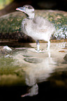 fulvous whistling duck