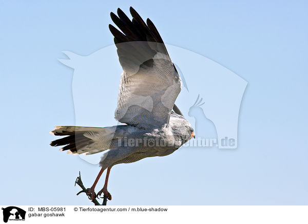gabar goshawk / MBS-05981