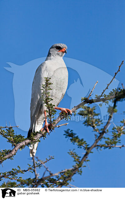 gabar goshawk / MBS-05982