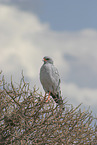 gabar goshawk