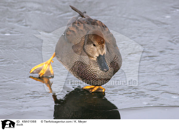 Schnattererpel / duck / KM-01068