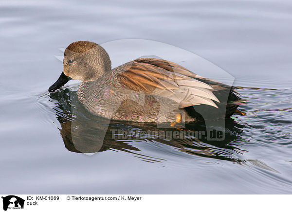 Schnattererpel / duck / KM-01069