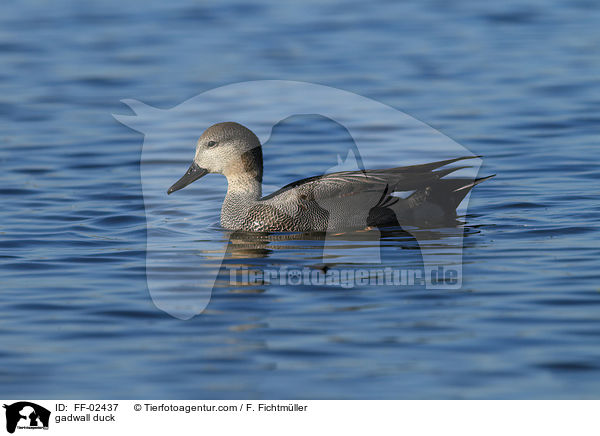 Schnatterente / gadwall duck / FF-02437