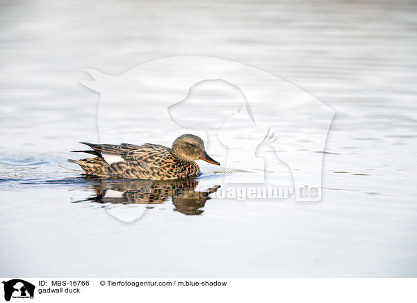 Schnatterente / gadwall duck / MBS-16766