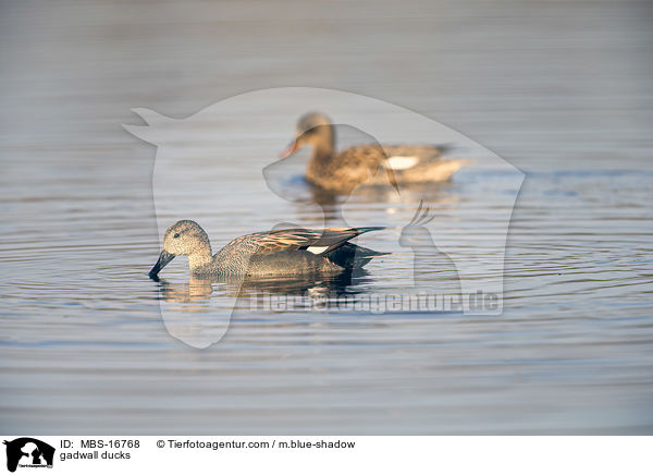 Schnatterenten / gadwall ducks / MBS-16768