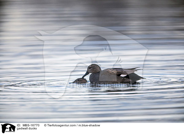 Schnatterenten / gadwall ducks / MBS-16770