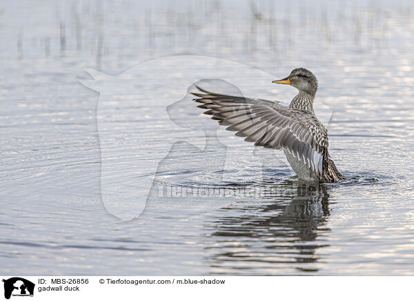 Schnatterente / gadwall duck / MBS-26856