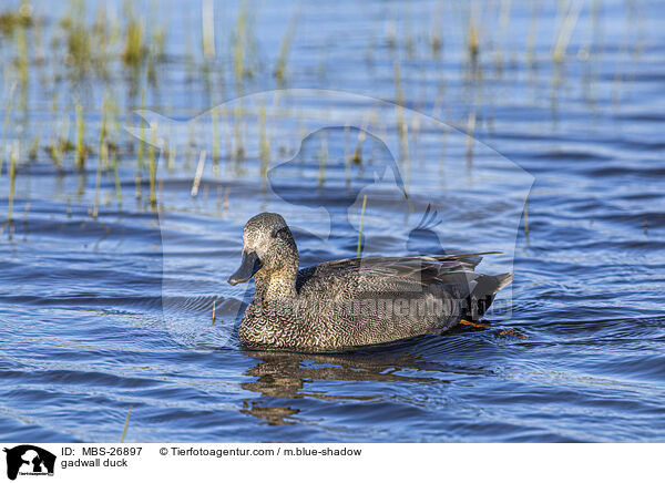 Schnatterente / gadwall duck / MBS-26897