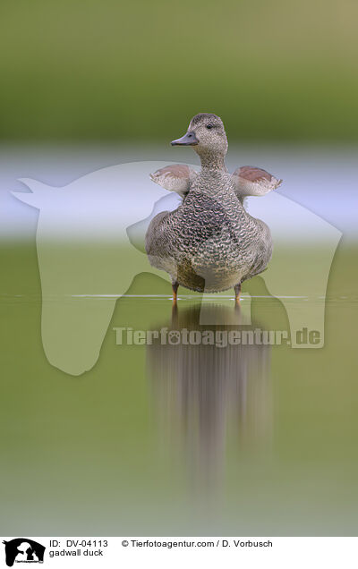 Schnatterente / gadwall duck / DV-04113