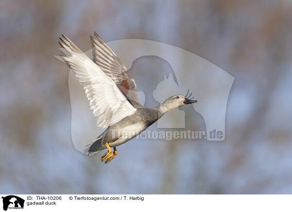 Schnatterente / gadwall duck / THA-10206