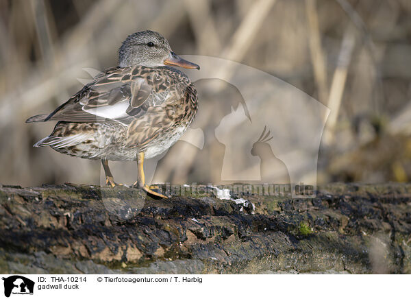 Schnatterente / gadwall duck / THA-10214