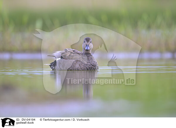 Schnatterente / gadwall duck / DV-04194