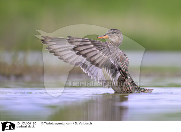 Schnatterente / gadwall duck / DV-04195