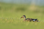 gadwall duck