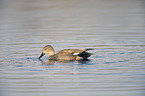 gadwall duck