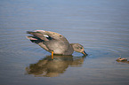 gadwall duck