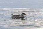 gadwall duck