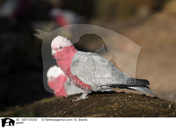 Rosakakadu / galah / SST-03332
