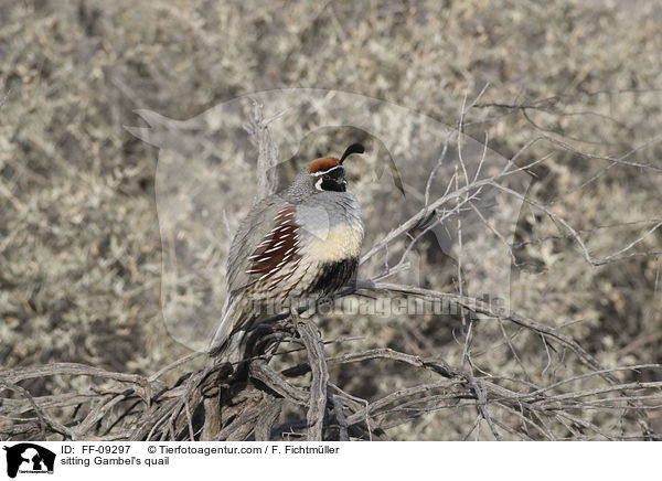 sitzender Helmwachtel / sitting Gambel's quail / FF-09297