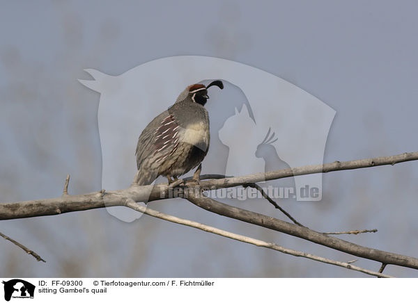 sitzender Helmwachtel / sitting Gambel's quail / FF-09300