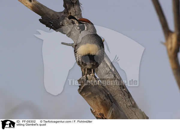 sitzender Helmwachtel / sitting Gambel's quail / FF-09302
