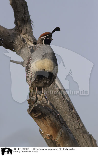 sitzender Helmwachtel / sitting Gambel's quail / FF-09303