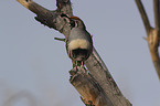 sitting Gambel's quail