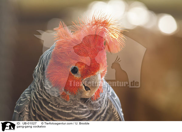 Helmkakadu / gang-gang cockatoo / UB-01027