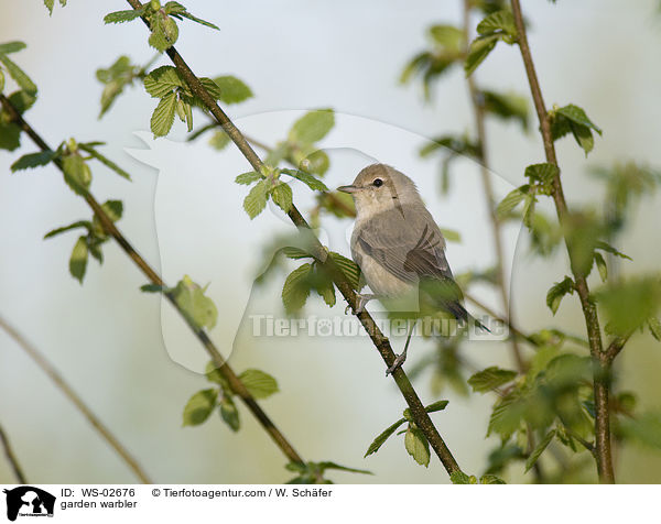 garden warbler / WS-02676