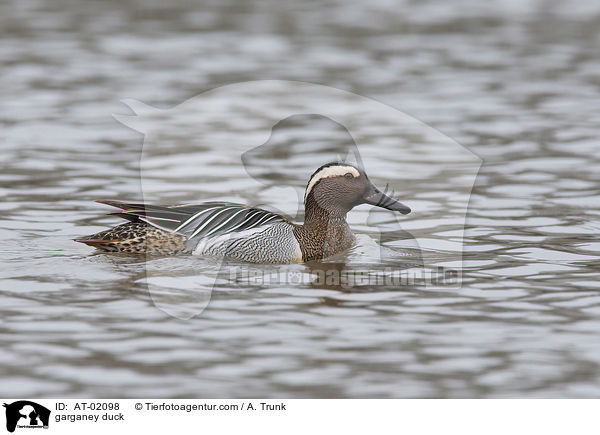 Knkente / garganey duck / AT-02098