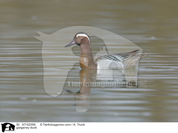 Knkente / garganey duck / AT-02099