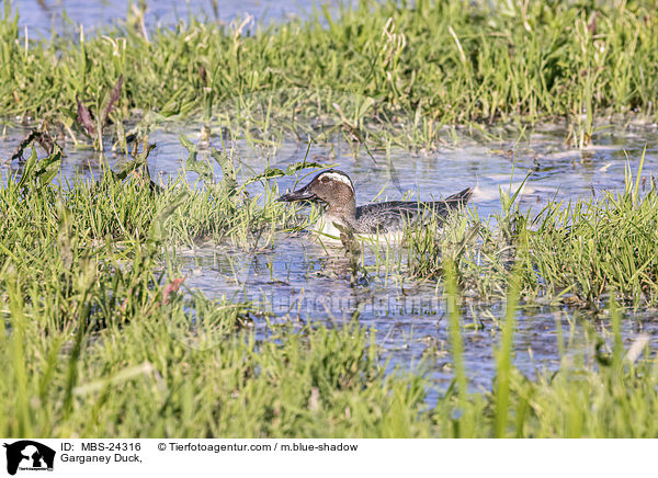 Knkente / Garganey Duck, / MBS-24316