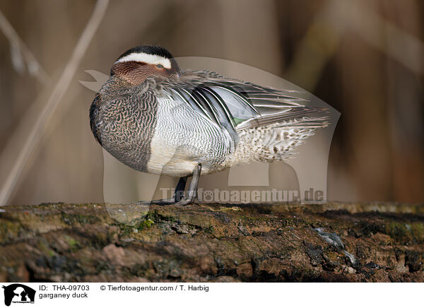 garganey duck / THA-09703