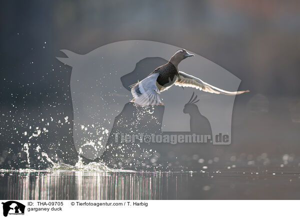 Knkente / garganey duck / THA-09705