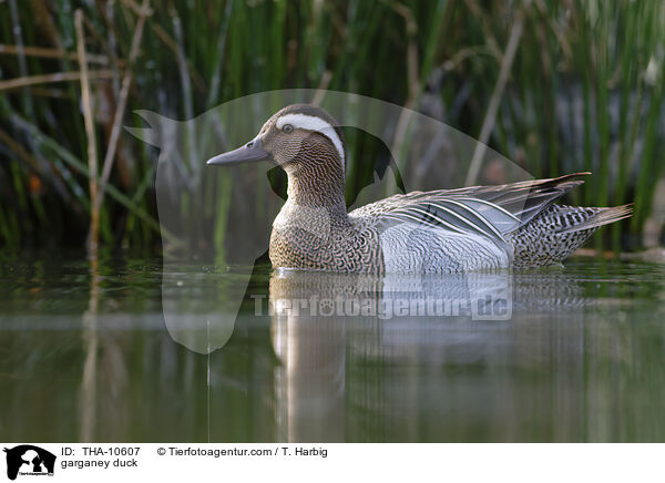 Knkente / garganey duck / THA-10607