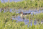 Garganey Duck,