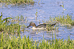 Garganey Duck,