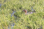 Garganey Duck,