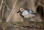 garganey duck